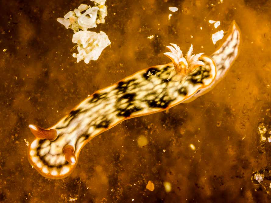 Hypselodoris jacksoni